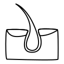 hair, organ, human