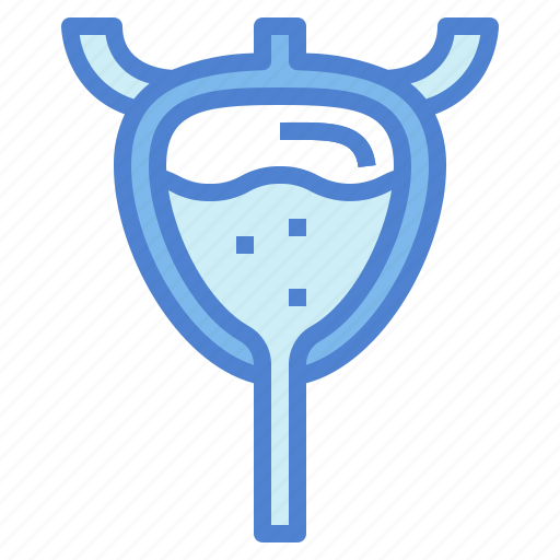 Anatomy, bladder, human, physiology icon - Download on Iconfinder