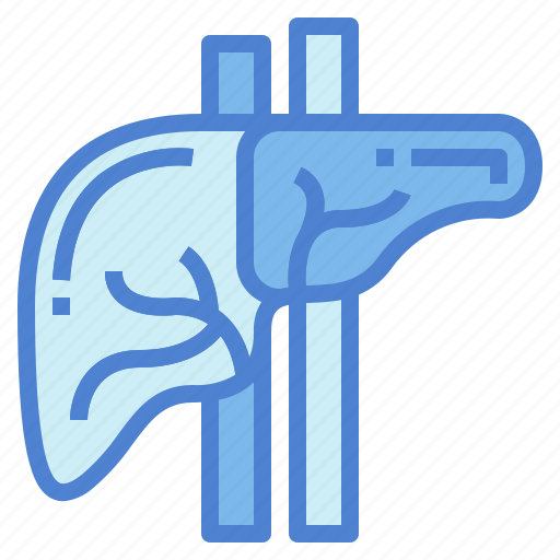 Anatomy, liver, medical, organ icon - Download on Iconfinder