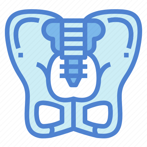 Body, human, medical, parts, pelvis icon - Download on Iconfinder