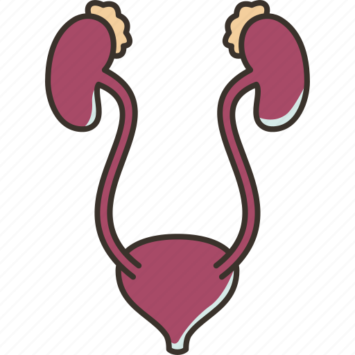 Kidneys, renal, cortex, urethra, bladder icon - Download on Iconfinder