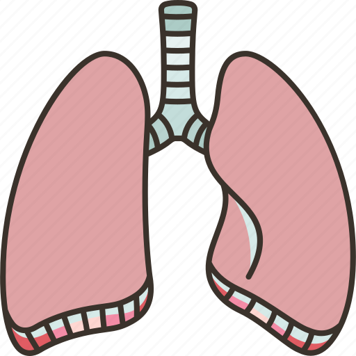 Lungs, trachea, pulmonary, respiratory, breathing icon - Download on Iconfinder