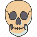 skull, human, head, death, skeleton