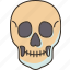 skull, human, head, death, skeleton 