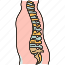spine, backbone, skeleton, orthopedic, vertebrate