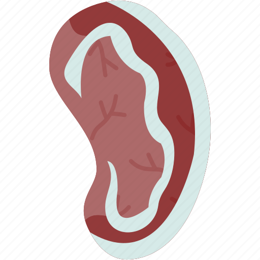 Spleen, blood, artery, abdomen, organ icon - Download on Iconfinder