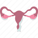 uterus, womb, ovary, cervix, female