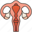 female, genital, ovary, reproductive, uterus 