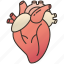 aorta, blood, cardiac, heart, human 