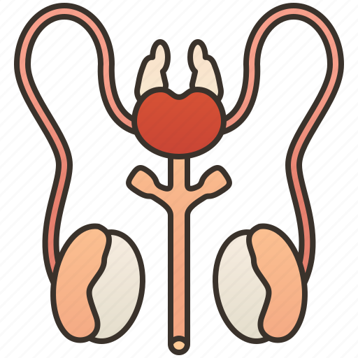 Genital, male, prostate, reproductive, sperm icon - Download on Iconfinder