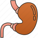 abdomen, digestive, esophagus, gastrointestinal, stomach