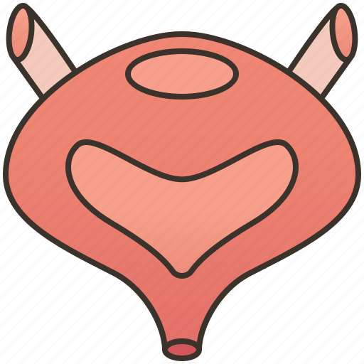 Bladder, internal, organ, urethra, urinary icon - Download on Iconfinder