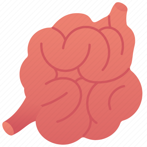 Bowel, digestive, intestine, small, system icon - Download on Iconfinder