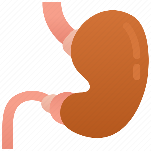 Abdomen, digestive, esophagus, gastrointestinal, stomach icon - Download on Iconfinder