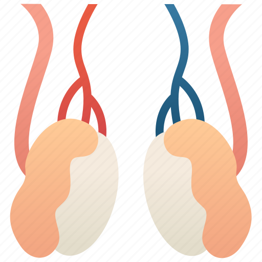 Anatomy, epididymis, reproductive, sperm, testicles icon - Download on Iconfinder