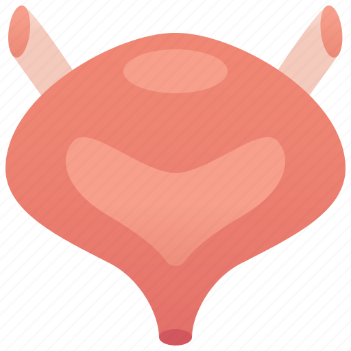 Bladder, internal, organ, urethra, urinary icon - Download on Iconfinder