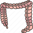 large, intestine, colon, rectum, excrement