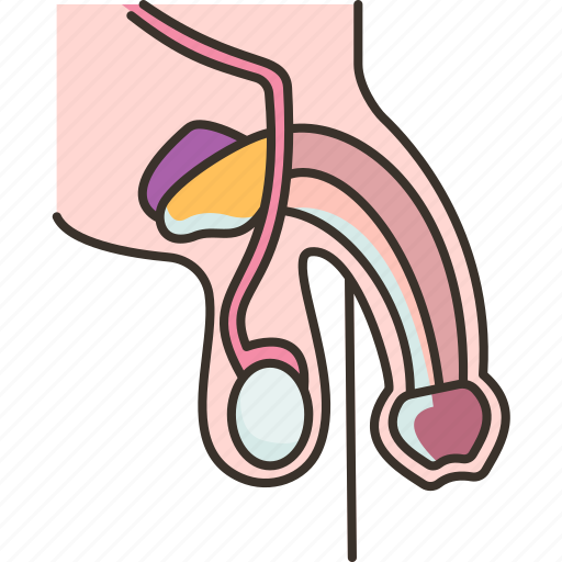 Penis, anatomy, corpus, male, genital icon - Download on Iconfinder