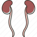 ureter, kidneys, tubes, renal, urinary