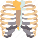 ribs, cage, thorax, skeleton, bones