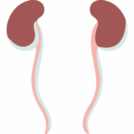 Ureter, kidneys, tubes, renal, urinary icon - Download on Iconfinder