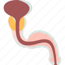 urethra, urinary, bladder, male, genital