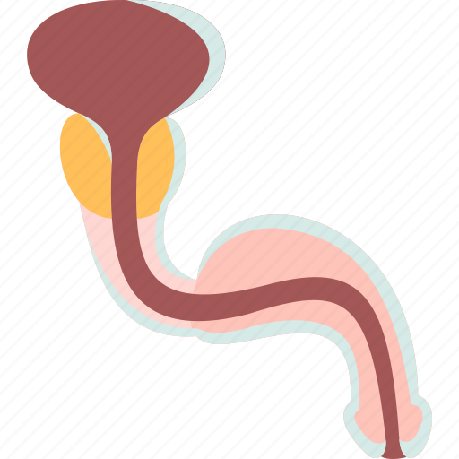 Urethra, urinary, bladder, male, genital icon - Download on Iconfinder