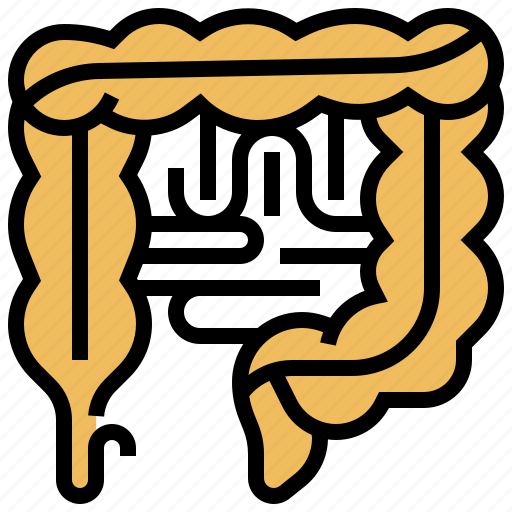 Bowel, colon, digestive, intestine, organs icon - Download on Iconfinder