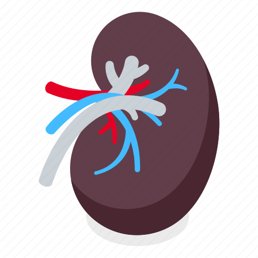 Kidney, human, organ, internal icon - Download on Iconfinder