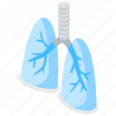 lungs, human, organ, respiratory
