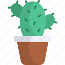cactus, cacti, pot plant, house plant, cactaceae, decoration