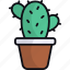 cactus, cacti, pot plant, house plant, cactaceae, decoration 