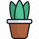pot plant, house plant, decoration, indoor plant, household