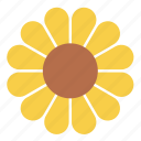 flower, meadow, nature, plant, sunflower, bloom