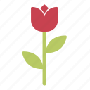 flower, meadow, nature, plant, rose, tulip