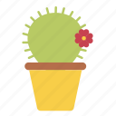 cactus, flower, plant, pot, spines, decoration