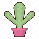 cacti, plant, desert, cactus