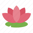 lotus, flower, nature, india