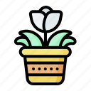 leaf, decorative, indoor, plant, tree