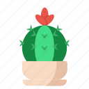 garden, cactus, plant, nature, green