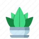 green, succulent, leaf, indoor, plant, garden