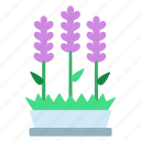 lavender, plant, purple, flower, indoor