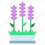 lavender, plant, purple, flower, indoor 