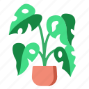 leaf, green, plant, garden, indoor