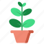 leaf, houseplant, ficus, garden, indoor, plant 