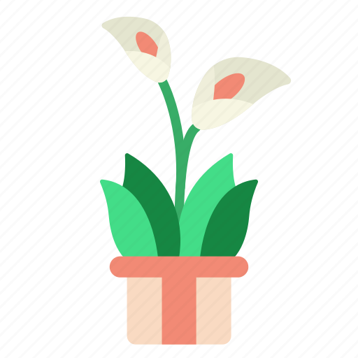 Lily, flower, calla, beautiful, indoor, plant icon - Download on Iconfinder