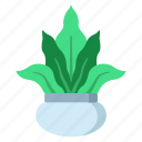 plant, leaf, nature, fern, indoor