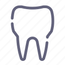 tooth, dental