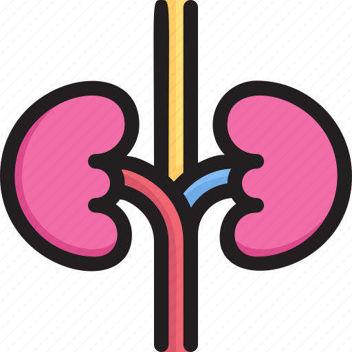 Clinic, health, hospital, infirmary, kidneys, medical, ureters icon - Download on Iconfinder