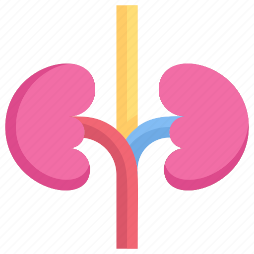 Clinic, health, hospital, infirmary, kidneys, medical, ureters icon - Download on Iconfinder